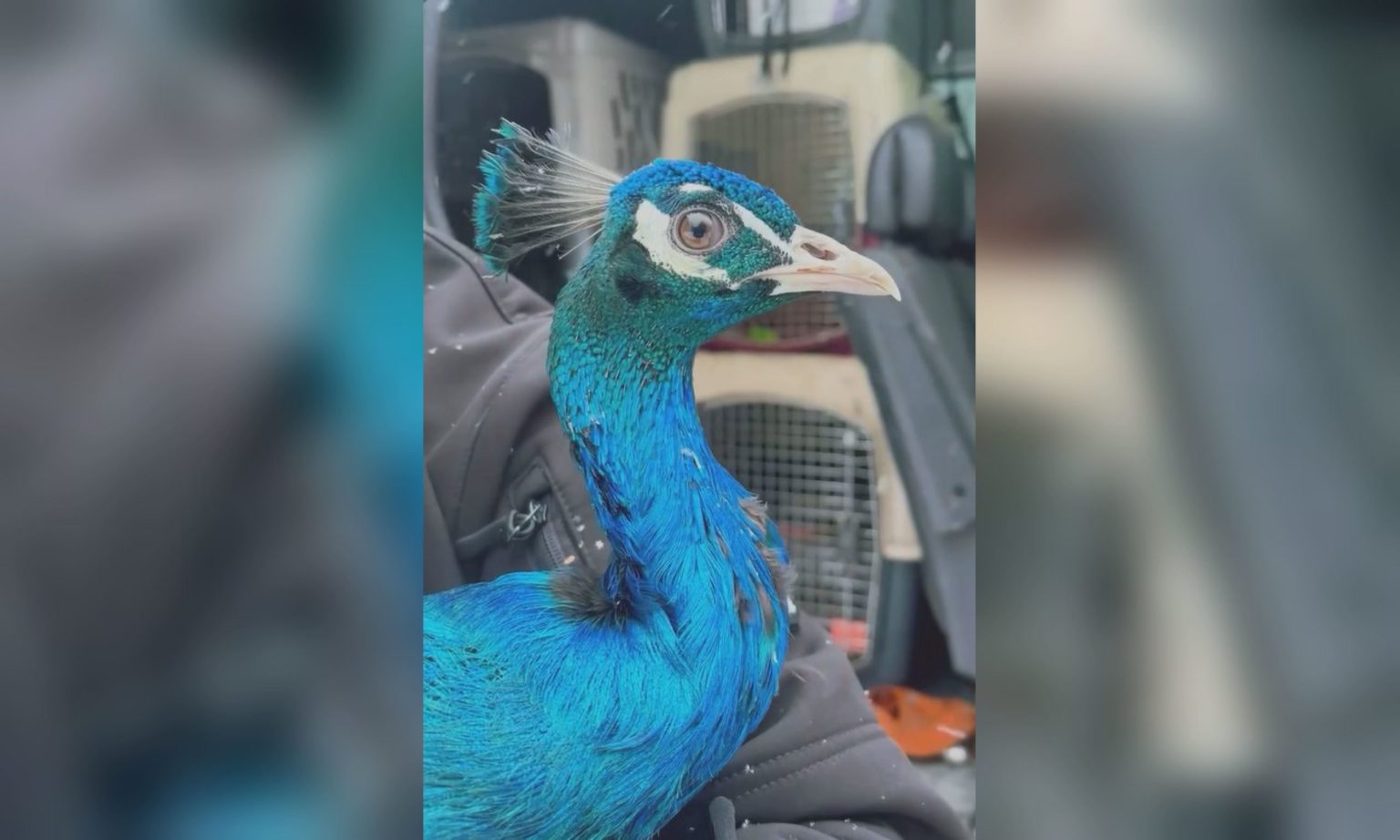 Из Покровска эвакуировали павлина и привезли в экопарк под Харьковом (видео)