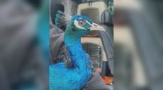 Из Покровска эвакуировали павлина и привезли в экопарк под Харьковом (видео)