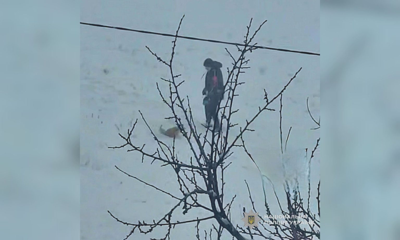 Ребенок раскручивал собаку на поводке в Харькове: полиция проводит проверку
