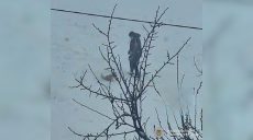 Ребенок раскручивал собаку на поводке в Харькове: полиция проводит проверку