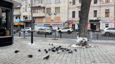 Подкармливать голубей в Харькове не советует биолог (видео)