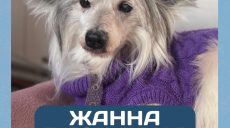 Мужчина спас собаку, выброшеную в лютый мороз на дорогу под Харьковом