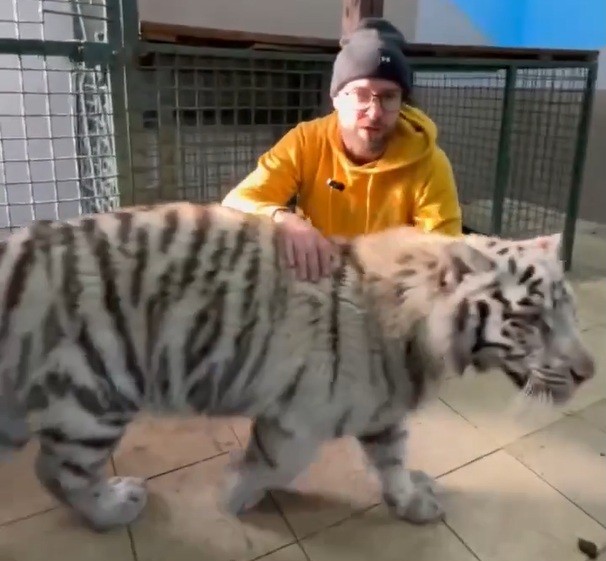 Что с тигрятами из экопарка под Харьковом после удара КАБом (видео)