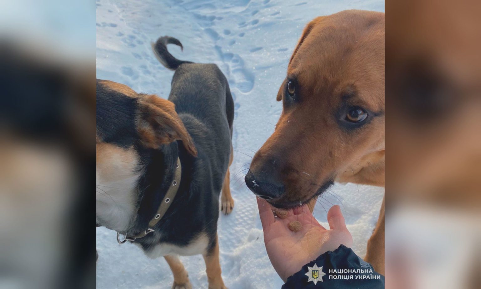 Добро сильнее страха: копы накормили четырехлапых жителей Волчанской громады