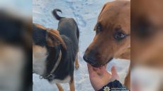 Добро сильніше за страх: копи нагодували чотирилапих жителів Вовчанщини