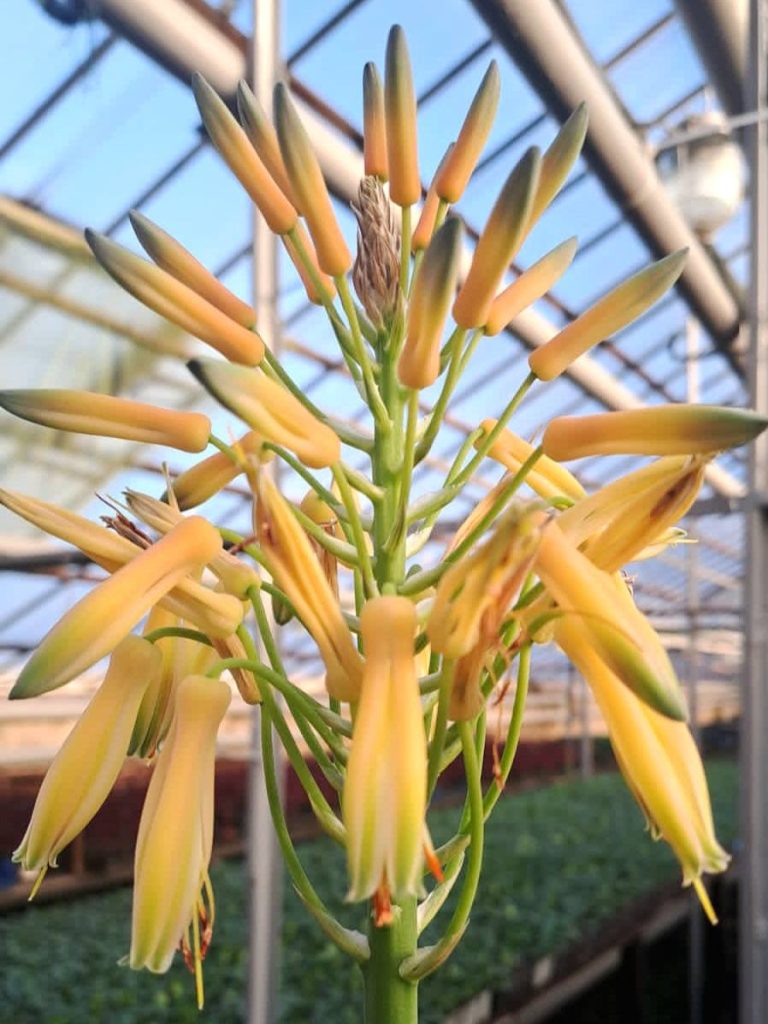 алое зацвело в Харькове