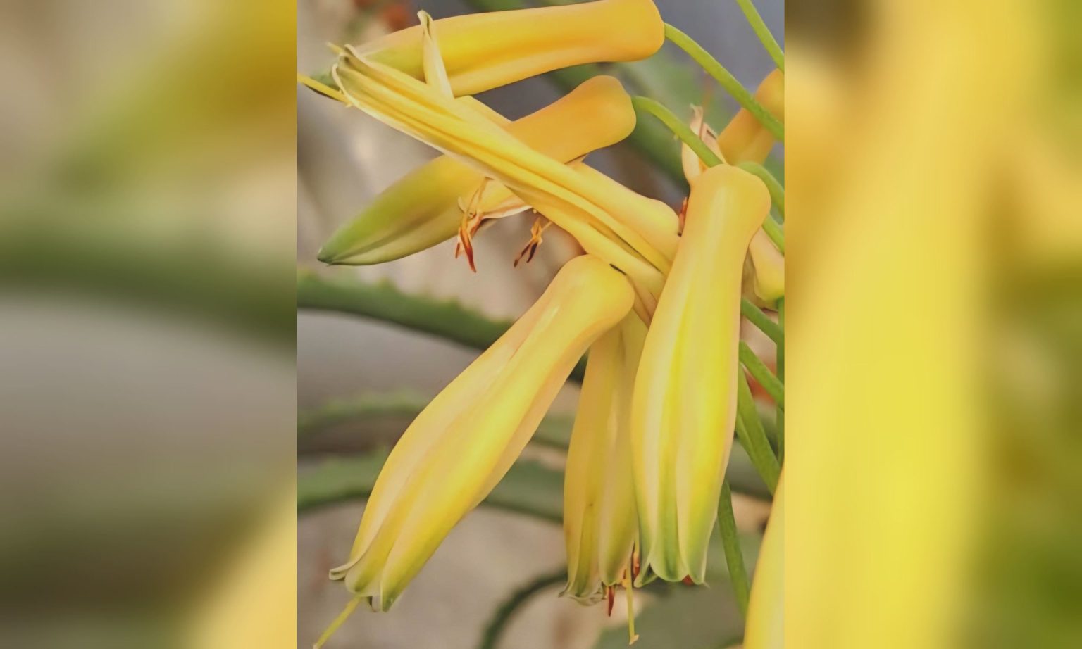 Хорошая примета: что зацвело в Харькове, показали коммунальщики (фото)