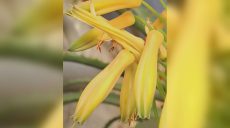 Хорошая примета: что зацвело в Харькове, показали коммунальщики (фото)