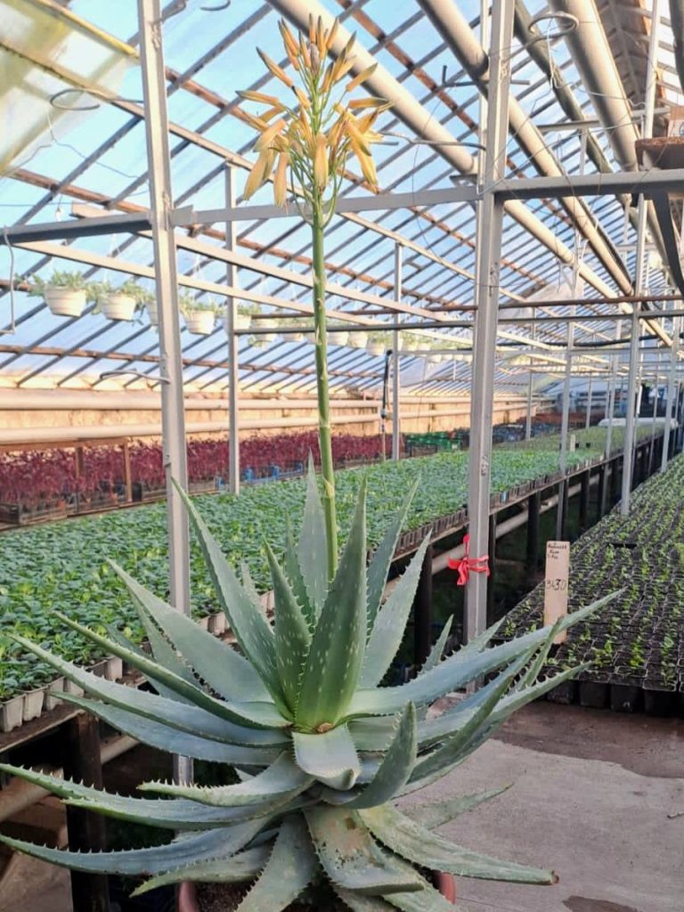 алое зацвело в Харькове