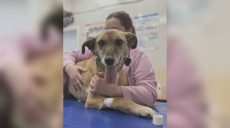 «Вероятно, ее били»: истощенную собаку спасли коммунальщики в Харькове