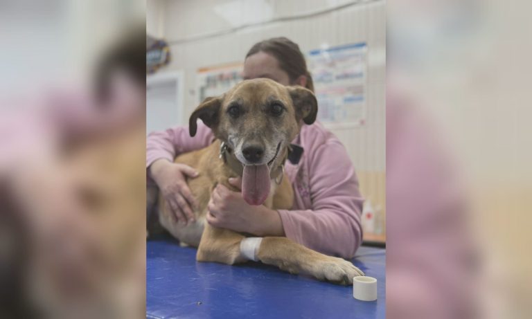 «Вероятно, ее били»: истощенную собаку спасли коммунальщики в Харькове