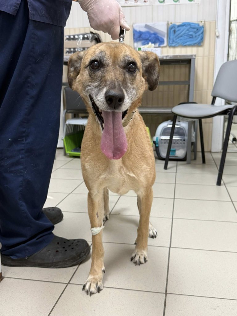 собаку спасли в Харькове