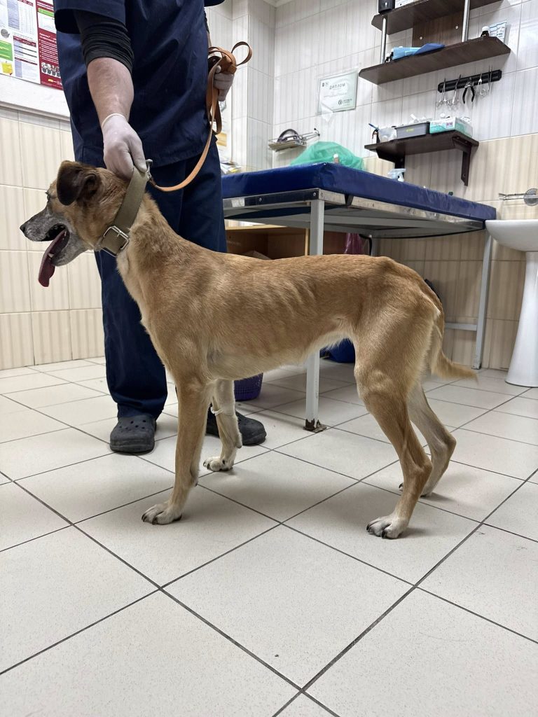 собаку спасли в Харькове