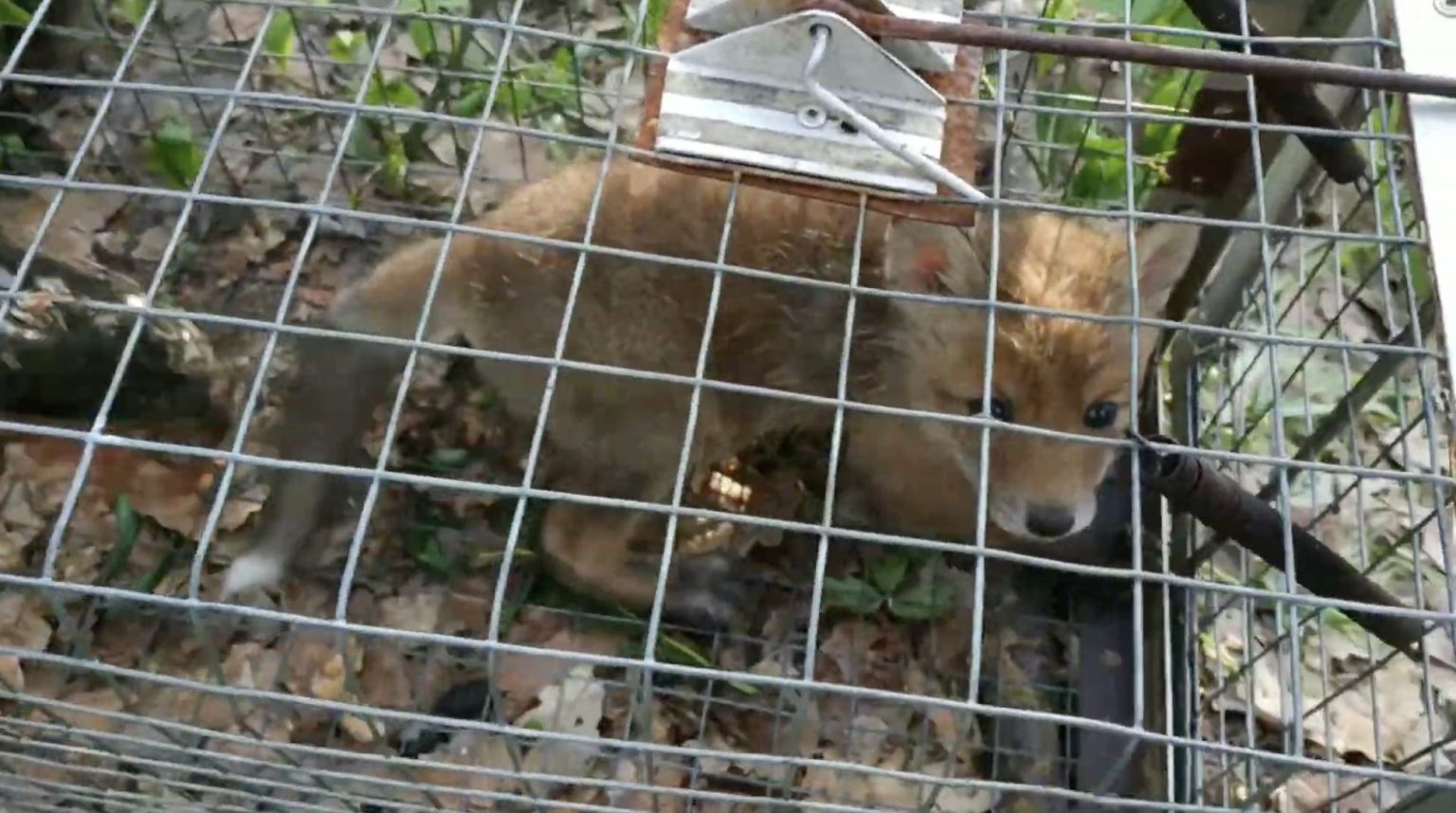 «На видео собаки рвут живых лисиц»: на YouTube-блогера из Харькова завели дело