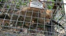 «На видео собаки рвут живых лисиц»: на YouTube-блогера из Харькова завели дело