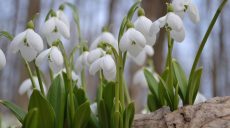 Операция «Первоцвет» стартовала на Харьковщине: на сколько могут оштрафовать