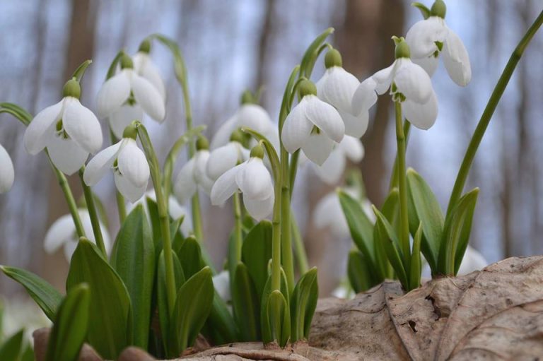 Операция «Первоцвет» стартовала на Харьковщине: на сколько могут оштрафовать