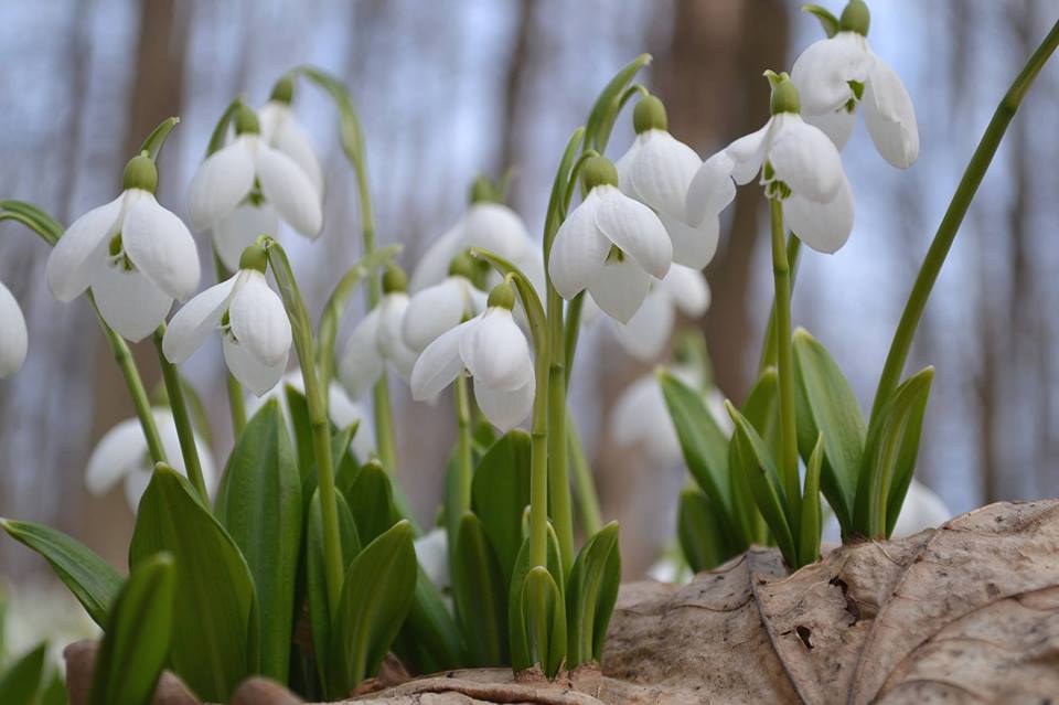 Операція «Первоцвіт» стартувала на Харківщині: на скільки можуть оштрафувати