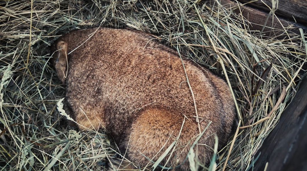 День сурка: что известно о новом пушистом синоптике на Харьковщине (видео)