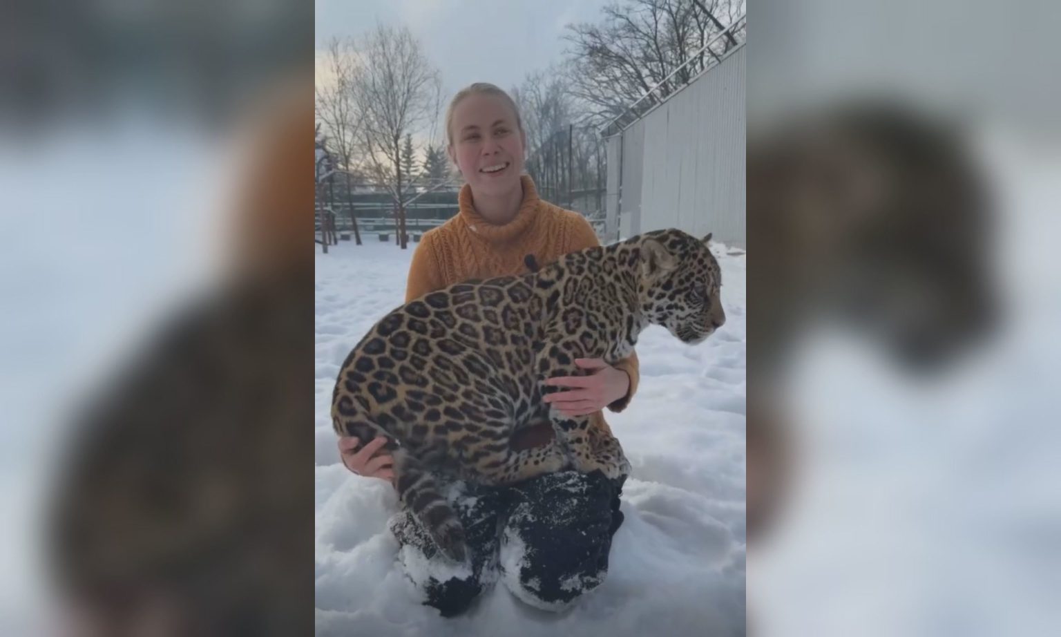 Ягуар Кактус и львенок Лева подрастают в экопарке: интересные факты о малышах