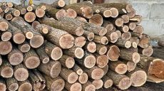 Масштабная вырубка леса на Харьковщине: дело – в суде, кто фигуранты