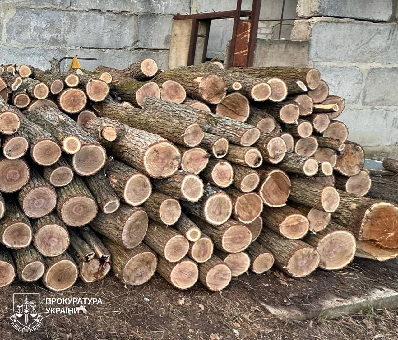 Масштабная вырубка леса на Харьковщине: дело – в суде, кто фигуранты