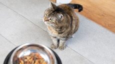 Сухий корм для котів: порівняння форматів і брендів