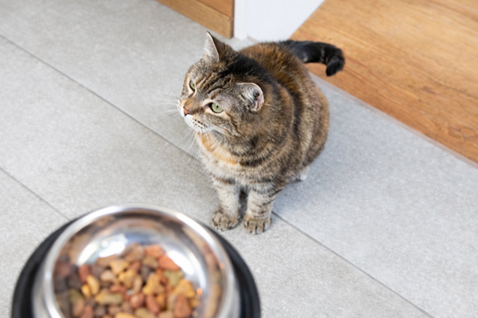 Сухий корм для котів: порівняння форматів і брендів