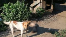 Убил и расчленил товарища: приговор жителю Харьковщины, он раскаялся