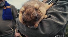 Когда придет весна? Новый сурок Тимка IV сделал прогноз на Харьковщине (видео)