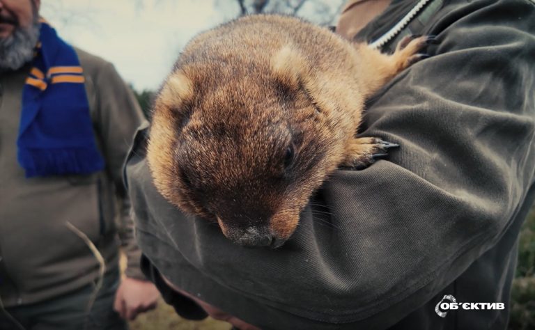 Коли прийде весна? Новий бабак Тимко IV зробив прогноз на Харківщині (відео)