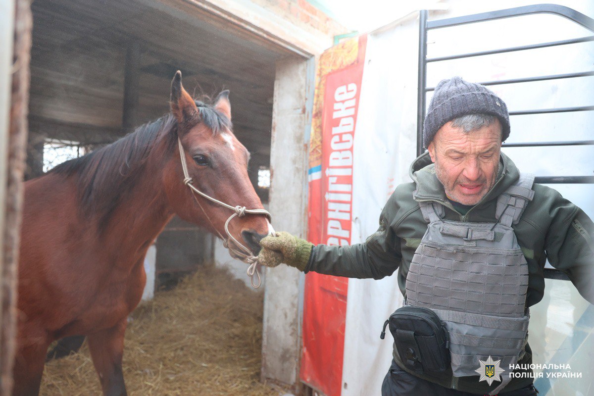 Брошеных коней эвакуируют полицейские вместе с волонтерами на Харьковщине