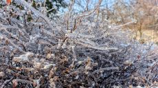 Лед на ветках деревьев: чем это опасно и что можно сделать, объяснил агроном📹