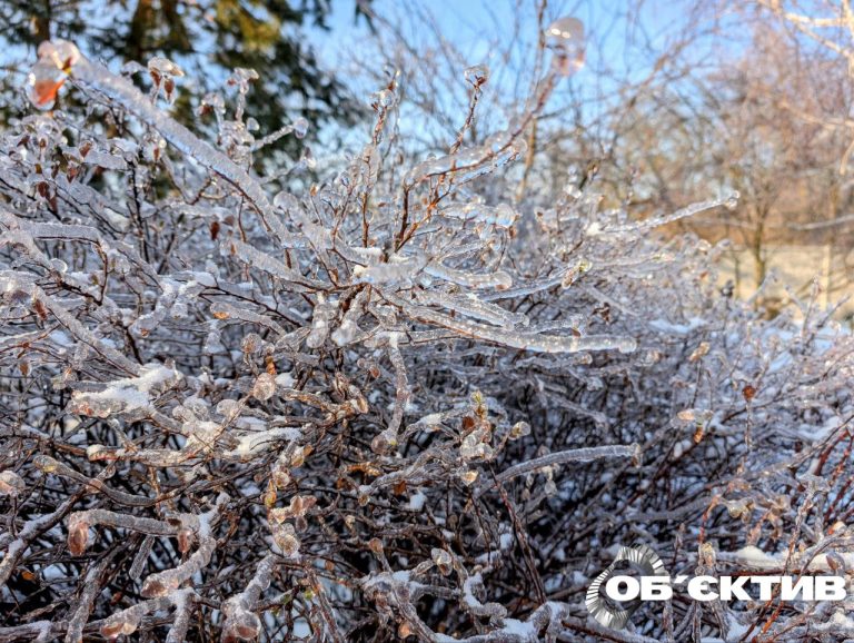 Лід на гілках дерев: чим це небезпечно і що можна зробити, пояснив агроном 📹