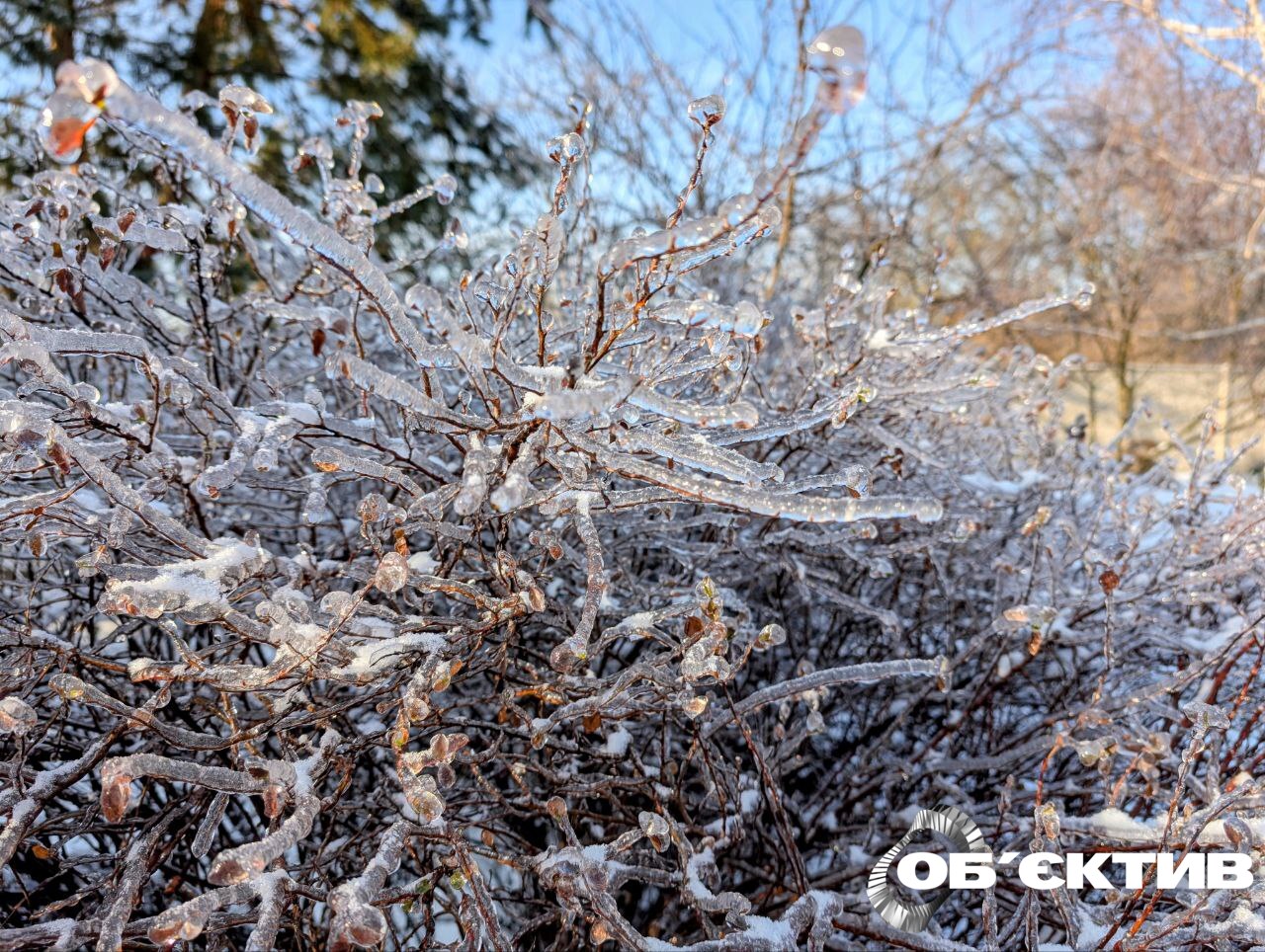 Лед на ветках деревьев: чем это опасно и что можно сделать, объяснил агроном📹