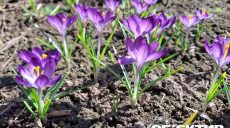 Температурный рекорд зафиксировали в Харькове синоптики