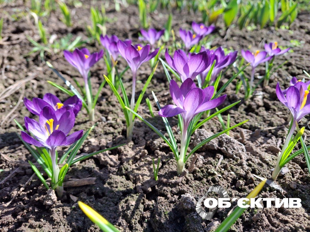 Температурный рекорд зафиксировали в Харькове синоптики