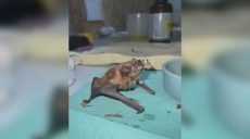 900 летучих мышей несколько лет зимовали в квартире в Харькове (видео)