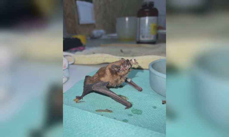 900 летучих мышей несколько лет зимовали в квартире в Харькове (видео)