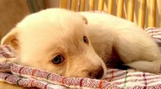 Взяли хворе цуценя, лікували, але марно: у Харкові – випадок сказу