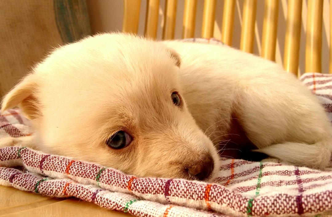 Взяли больного щенка, лечили, но тщетно: в Харькове — случай бешенства