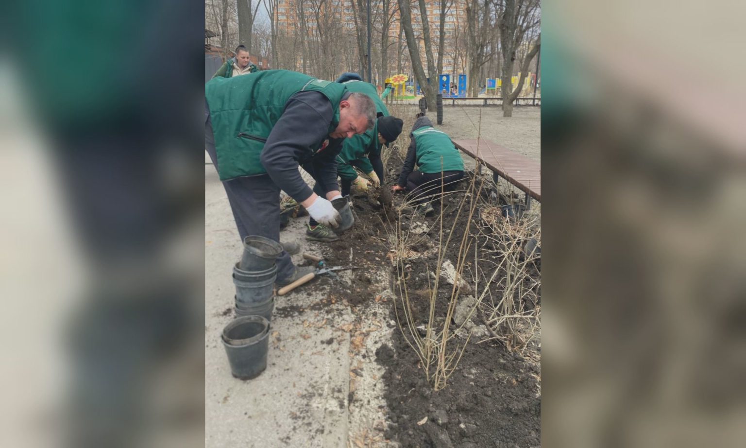 Харьковский сквер озеленяют — высадили 500 кустов неприхотливого растения
