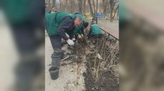 Харківський сквер озеленюють – висадили 500 кущів невибагливої рослини