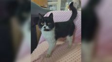 Чотири години знімали з 12-метрової тополі: у Харкові шукають господарів кішки