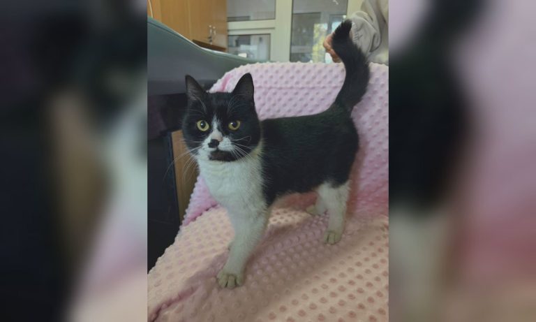 Четыре часа снимали с 12-метрового тополя: в Харькове ищут хозяев кошки