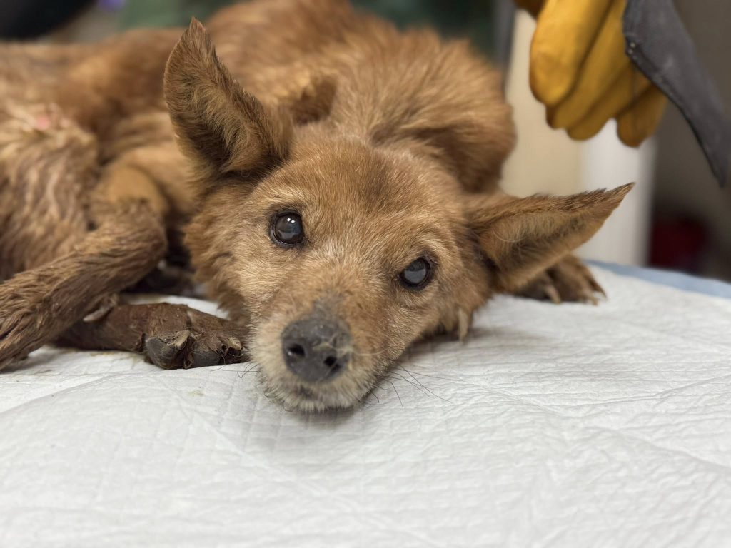 собак спасли в Харькове