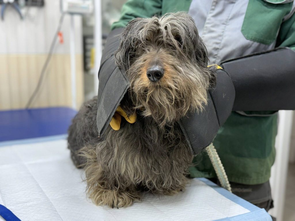 собак спасли в Харькове