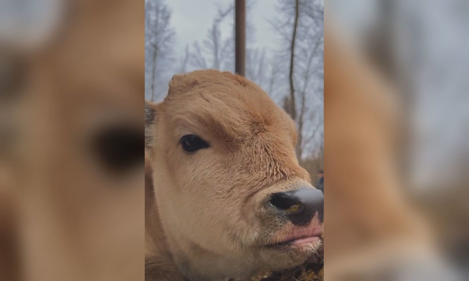 У харківському екопарку – поповнення: можна запропонувати ім’я бичку (відео)