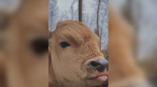 В харьковском экопарке – пополнение: можно предложить имя бычку (видео)