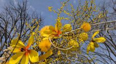 Максимум тепла перед похолоданием: погода в Харькове и области на 13 марта